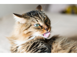 Katze markiert Katze markiert
